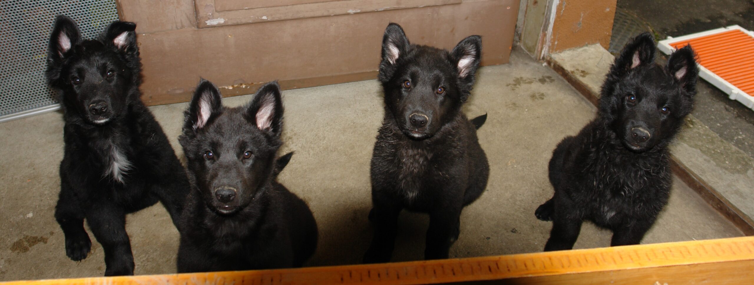 A-Wurf 14.8.2010 – 1 089